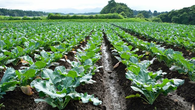 夏の高原のブロッコリー畑