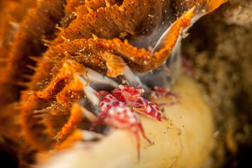 Obraz na płótnie Canvas Porcelain crabs, Porcellanidae on a Sea Pen