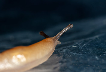 slug slowly crawling over the surface of the glass