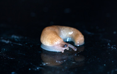slug slowly crawling over the surface of the glass