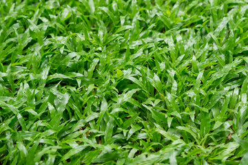 Backgrounds Green lawn Wet rain