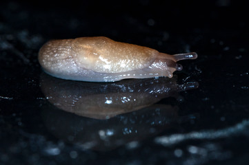 slug slowly crawling over the surface of the glass