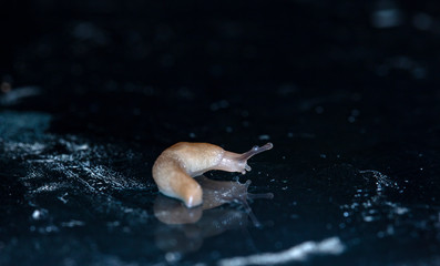 slug slowly crawling over the surface of the glass