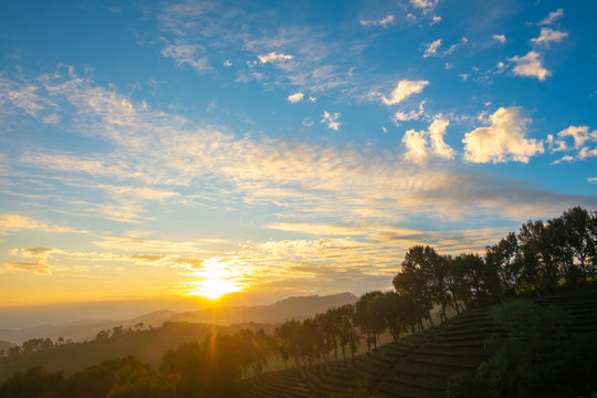 Sunrise view of tea plantation landscape, Thailand