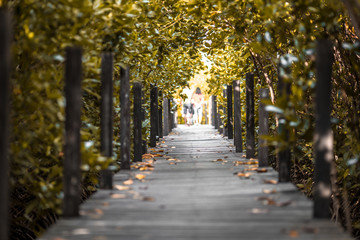 Close-up view of the natural background of the wooden bridge, which is surrounded by mangrove forests, colorful leaves of the leaves, blown through the blurred coolness during ecological travel.