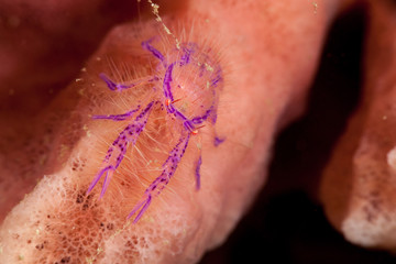 Hairy Squat Lobster or Pink Squat Lobster (Lauriea siagiani), only lives on barrel sponges (Xestospongia)