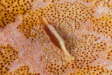 Sea Star Shrimp, Zenopontonia soror, Periclimens soror, Palaemonidae, Philippines, Philippine Sea, Pacific Ocean, Asia