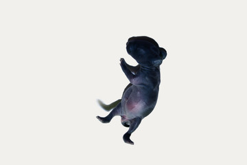 Obraz premium A newborn black rabbit resting on a white background