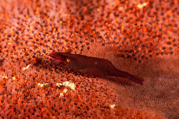 Sea Star Shrimp, Zenopontonia soror, Periclimens soror, Palaemonidae, Philippines, Philippine Sea, Pacific Ocean, Asia