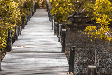 Close-up view of the natural background of the wooden bridge, which is surrounded by mangrove forests, colorful leaves of the leaves, blown through the blurred coolness during ecological travel.