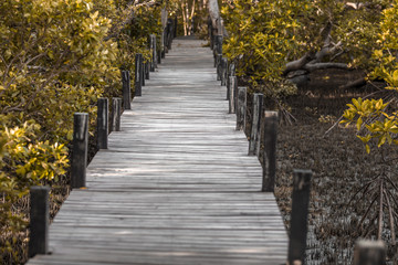 Obraz premium Close-up view of the natural background of the wooden bridge, which is surrounded by mangrove forests, colorful leaves of the leaves, blown through the blurred coolness during ecological travel.