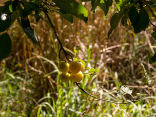 Cluster of yellow plums