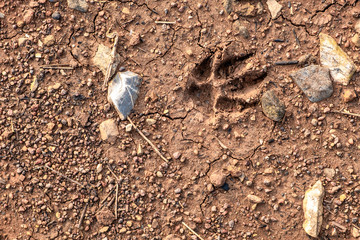 A dog's footprint on the ground full of rocks and pebbles.