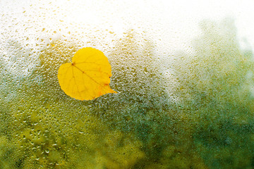 Yellow autumn leaves stuck to the wet window. The glass in drops of rain.