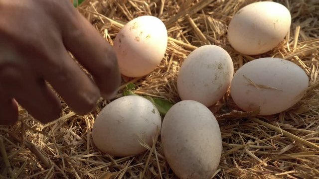 Young man picking Duck eggs from straw nest