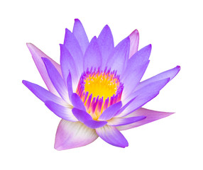 Purple lotus, waterlily is isolated on white background