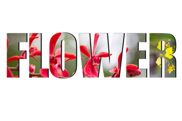Flower font Alphabet made of picture flower on white background