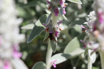 Abeille butineuse d'un Stachys lanata