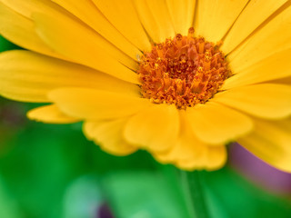 Orange marigold calendula flowers extreme close-up macro view on defocused background