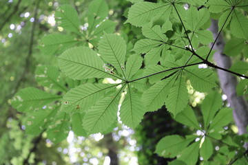 Feuille en transparence 