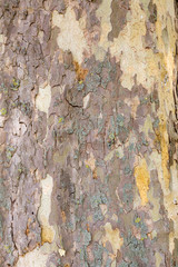 Close up platanus bark wallpaper texture