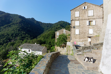 Cat in street of Velone Orneto village in Corsica mountain