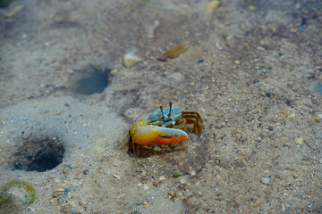 crab on the beach