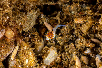 Orange & Black Dragonet Juvenile, Dactylopus kuiteri