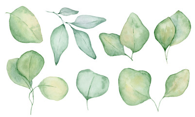 Watercolor eucalyptus leaves illustration isolated on the white background