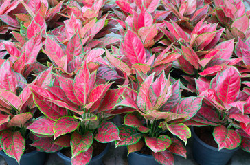 Tropical leaf,Aglaonema ornamental pink,red and green leaves plant at  garden,nature background
