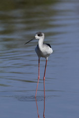 Black-winged stilt (Himantopus himantopus)