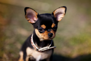 chihuahua, portrait of a dog