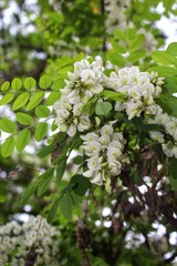 Acacia flowers. White flowers