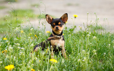 chihuahua dog on green grass