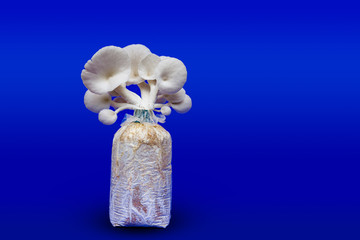 Fresh organic Phoenix mushroom [Indian Oyster] growing on soil in plastic bag. Fresh angel mushrooms growing.on blue background.