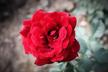 Floribunda rose - Red rose in the garden