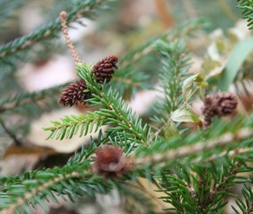 little fir cones