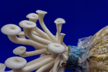 Fresh organic Phoenix mushroom [Indian Oyster] growing on soil in plastic bag. Fresh angel mushrooms growing.on blue background.