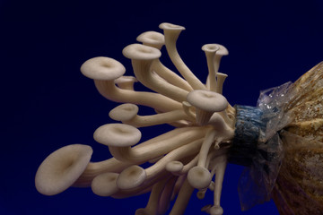 Fresh organic Phoenix mushroom [Indian Oyster] growing on soil in plastic bag. Fresh angel mushrooms growing.on blue background.