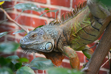 a grren iguana looks for a prey