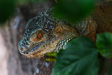 the head of a green iguana in the forest