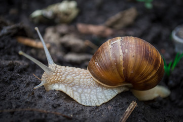 Snail crawling on the black ground