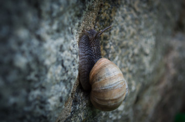 Snail crawling on the wall