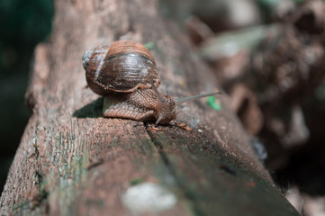 Snail creeping on a tree