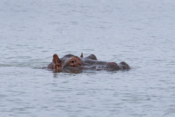 Common hippopotamus (Hippopotamus amphibius)