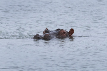 Common hippopotamus (Hippopotamus amphibius)