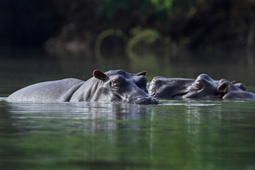 Common hippopotamus (Hippopotamus amphibius) in its habitat