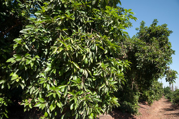 Avocado orchard