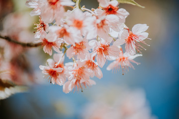 cherry blossom in spring