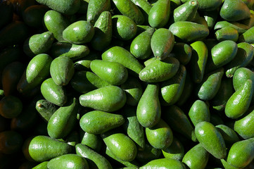 Avocado orchard